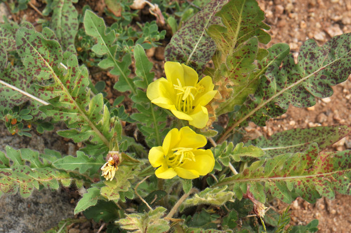 Oenothera primiveris, Large Yellow Desert Primrose Oenothera primiveris, Large Yellow Desert Primrose